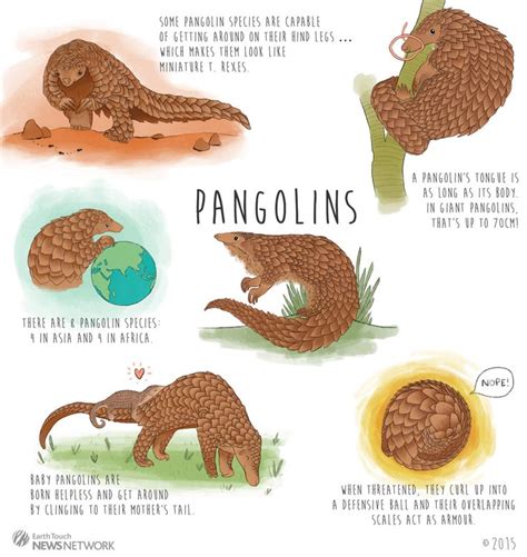 Volunteer story: Caring for rescued pangolins in Vietnam ... | Pangolin ...