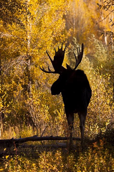 More Photos from the Rockies | Larry Ditto Nature Photography