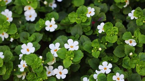 Guide to Bacopa Plant Care, Uses, and Varieties