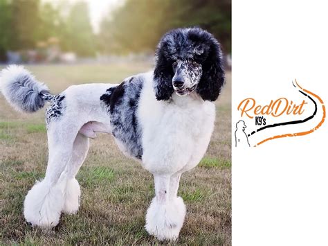 Meet the Studs | Red Dirt K9s Poodles and Doodles