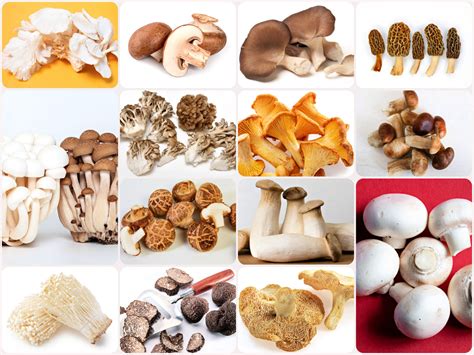 Types Of Mushrooms With Names And Pictures