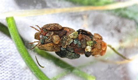 The Ornate Protective Cases of Caddisfly Larvae » TwistedSifter