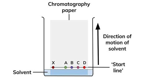 Chromatography Diagram Labeled