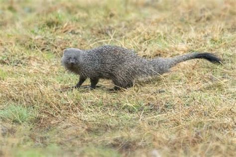 The Characteristics, Habitat, and Behavior of the Mongoose - My Animals