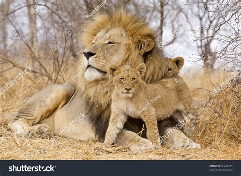 Male African Lion (Panthera Leo) With Cubs, South Africa Stock Photo ...