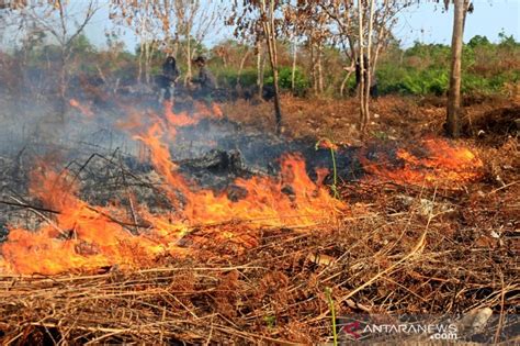 112 hektare hutan dan lahan gambut kering hangus terbakar di Aceh ...