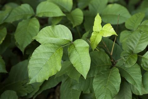 Poison Ivy Allergy: What You Need to Know About the Rash