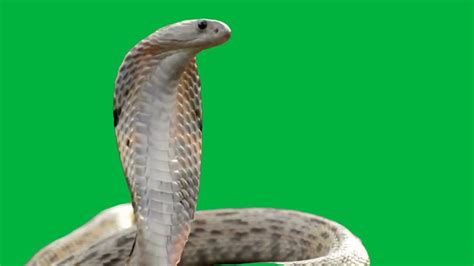 Snake Green Screen - YouTube