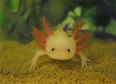 Axolotls Everywhere Axolotl Cute Axolotl Axolotl Pet | Images and ...