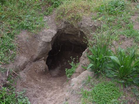 File:Wombat burrow.JPG