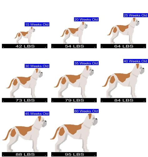 American Bulldog Growth Chart. American Bulldog Weight Calculator.