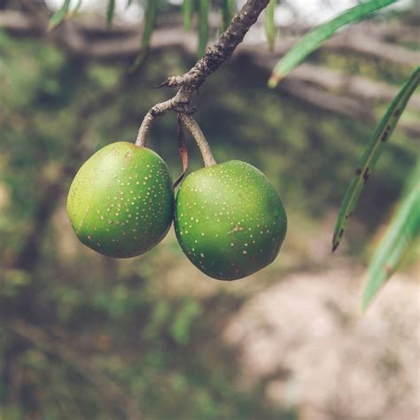 How to Eat Black Sapote Fruit (Plus Recipe Ideas)