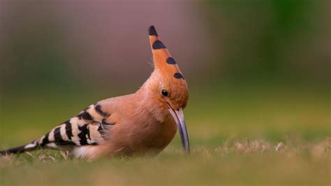 Wildlife in Nepal | Wild Frontiers