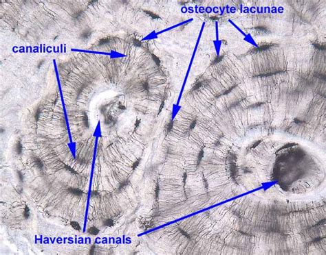 Histology at SIU