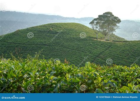 Kemuning stock photo. Image of teagarden, kemuning, kebun - 123278664