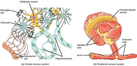 glial cells - Google Search | Khan academy, Neuronas, Sistema nervioso