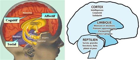 Épinglé sur neurosciences