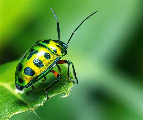 Green Ladybug Symbolism: Spiritual Meaning and Significance