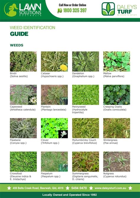 Weed identification guide for lawn by Terry Daley - Issuu