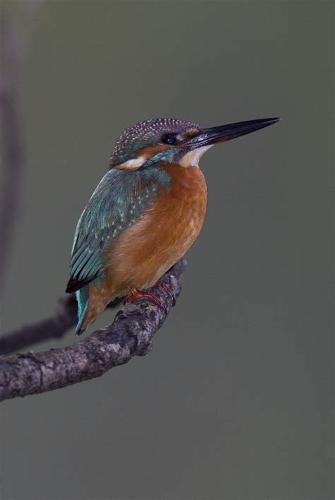 Alcedinidae: Alcedo atthis bengalensis (Common Kingfisher)… | Flickr