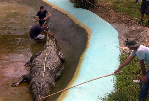 Philippine crocodile king of the reptiles