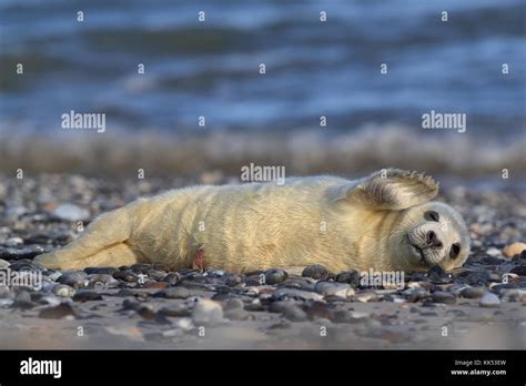 Gray Seal (Halichoerus grypus) Pup Helgoland Germany Stock Photo - Alamy