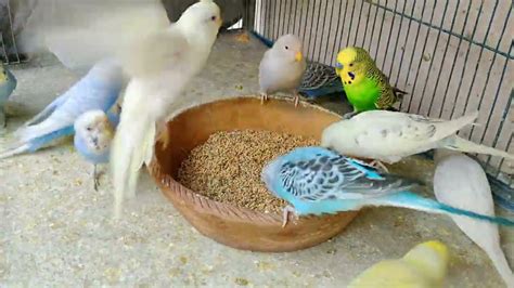 Parakeets Hilarious Reaction After Getting Early Morning Diet / Budgies ...