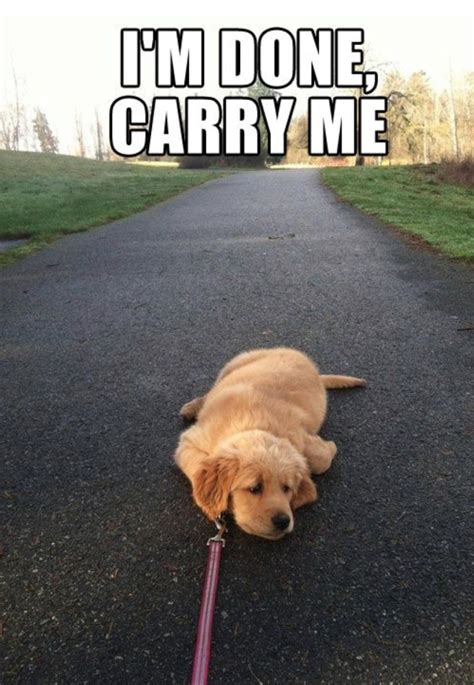 I’m done. Carry me. – Wag Pet Boutique