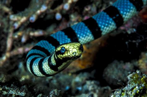 Venomous Sea Snake Facts (Hydrophiinae and Laticaudinae)