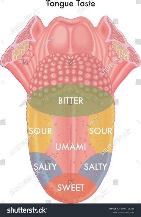 Human Tongue Diagram