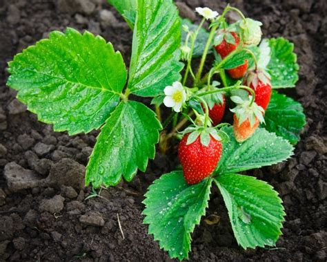 Strawberry Plants Not Producing | ThriftyFun