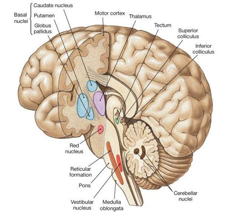 Bookbrain Stem Nuclei ~ BB1: Brainstem + cranial nerves - Histology 1 ...