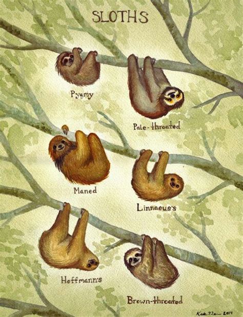 Types of Sloths … | Pinteres…