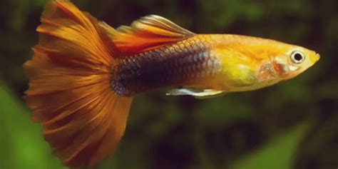 Guppy Fish Care – How to Care for Guppies?