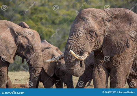 African Elephant Herd stock image. Image of pointed - 104567931