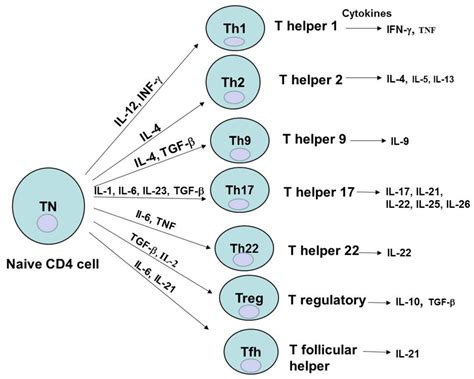 Cancers | Free Full-Text | Different Subsets of T Cells, Memory ...