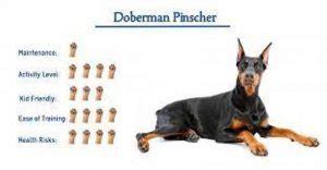 21 Doberman Health Issues : Health Problems of Doberman Pinscher - Pet ...