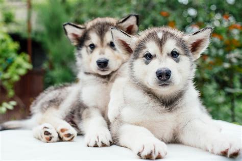 7 Things To Know Before Getting An Alaskan Malamute - Animalso