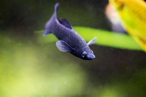 Black molly (Poecilia sphenops) | Tetra Advanced Fishkeeper Blog