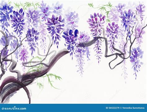 Wisteria Blossom Stock Illustration - Image: 56522279