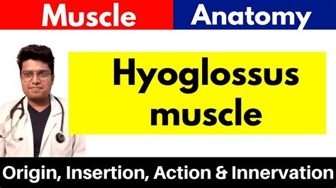 Hyoglossus Muscle | Origin, Insertion, Action & Innervation | in Hindi ...