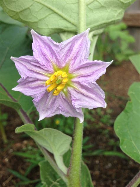 Eggplant flower :)