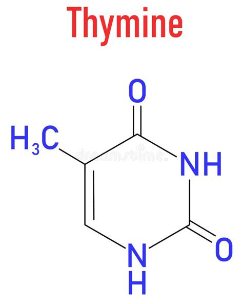 Thymine Nucleobase Molecule. Present in DNA. Skeletal Formula. Stock ...