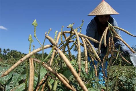 Panduan Cara Menanam Kacang HIjau Hasil Melimpah | -Petani TOP-