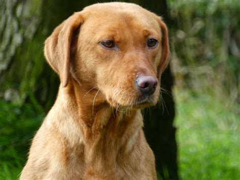 My Fern the Fox Red Labrador - Tessleymoor Gundogs