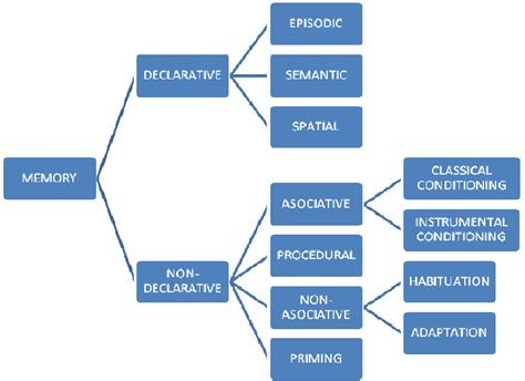 Declarative Memory Chart