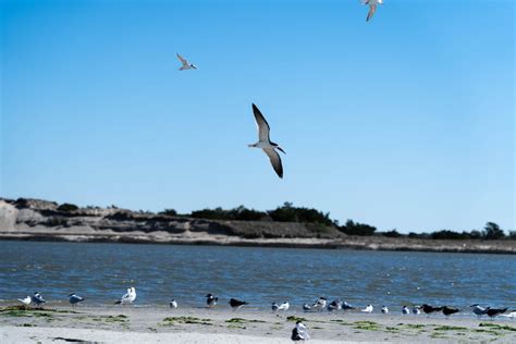 White Seagull · Free Stock Photo