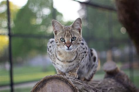 Understanding the Generations of Savannah Cats from f1 to f5 - The Wild ...