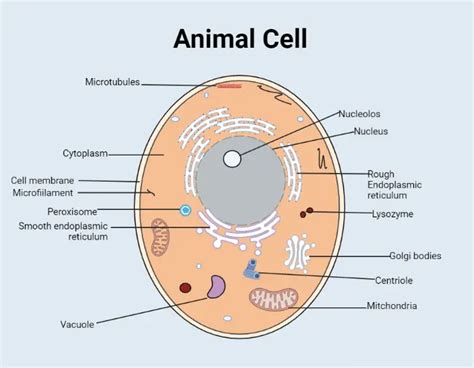 Animal Cell: Structural Components and Types • Microbe Online