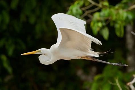 65 Fun Facts About Great Egrets: An In-Depth Guide!